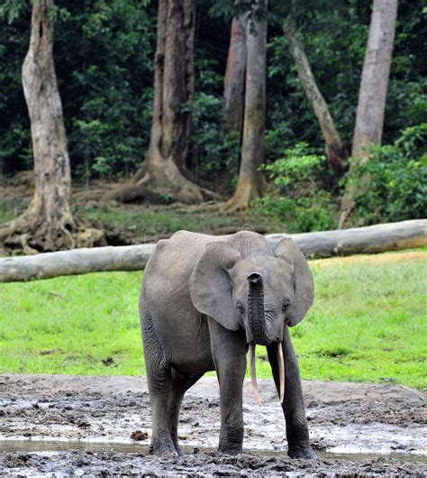 African Forest Elephant Loxodonta Africana Cyclotis Of Congo Basin