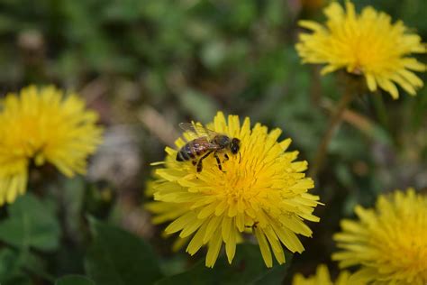 Lion Bee Photograph By Kenneth Severs Fine Art America
