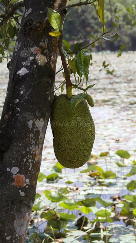Artocarpus Heterophyllus Or Jackfruit Hanging At The Tree Grows In