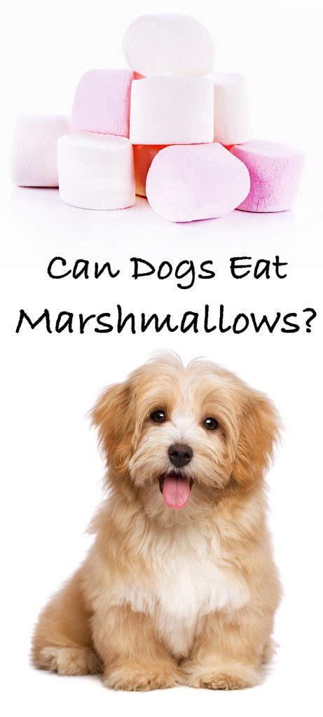 And a good rule of thumb is that human food should not make up more than 15 percent of a cat's diet. Can Dogs Eat Marshmallows: A Guide to Dogs and Marshmallow