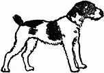 Free Black And White Picture Of A Dog, Download Free Black And White ...