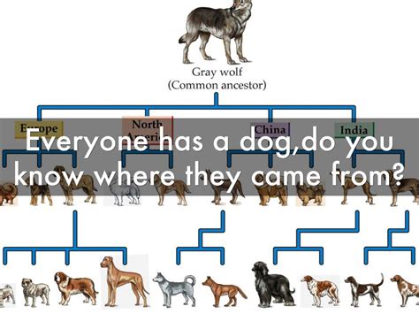 Evolution Of Different Dog Breeds Dog Bread