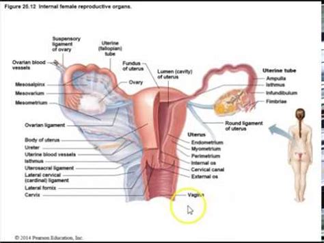 Human Anatomy Lecture Ch The Reproductive System Pt Female Youtube