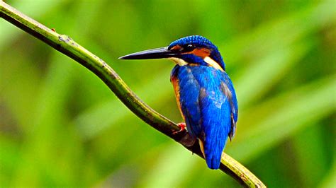 כל הדברים לעשות בקוצ'י (קוצ'ין). Best Wildlife Sanctuaries in Kerala - Kerala Tourism