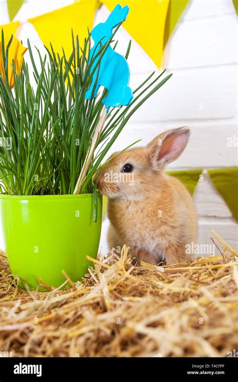 Rabbit Eating Flowers Stock Photo Alamy