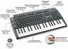 Amazon.com: Creative Labs Prodikeys DM Musical Keyboard/PC Keyboard ...