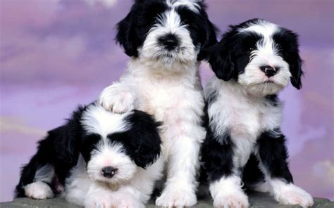 Fluffy Black And White Puppies Hd Desktop Wallpaper Widescreen High