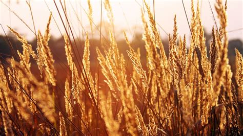Sunlight Food Grass Field Wheat Rye Plant Agriculture Prairie