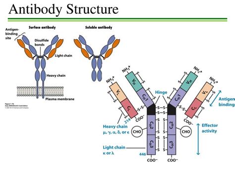 Ppt Antibody Structure Powerpoint Presentation Free Download Id