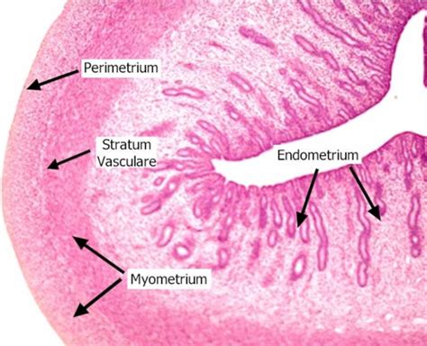 Exercise Histology Of Female Reproductive System Flashcards Quizlet