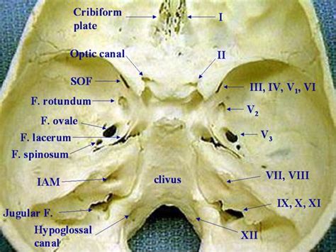 Cranial Nerve Foramens Iaminternal Auditory Meatus Sofsuperior
