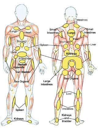 Trial ow chart that displays the protocol of this study. Pin on Ilvija