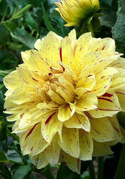 De plant verdraagt geen vorst. Pin by Sarah Jones on Dahlias | Amazing flowers, Plants ...