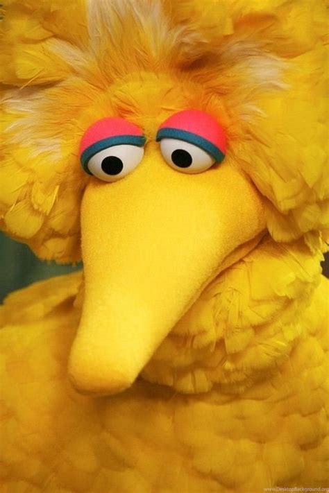 Top 999 Big Bird Wallpaper Full Hd 4k Free To Use