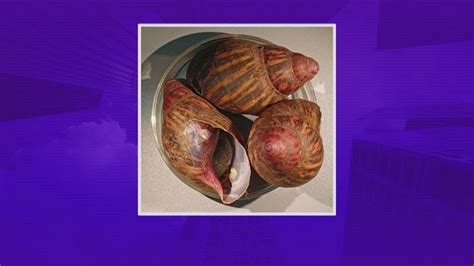 15 Giant African Land Snails Seized At George Bush Intercontinental