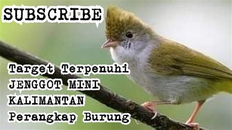 Jenis burung jenggot mini : Akhirnya Dapat Juga Burung Target(Jenggot Mini Kalimantan ...