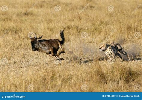 Mussiara Cheetah Chasing A Wildebeest Stock Image Image Of Caught