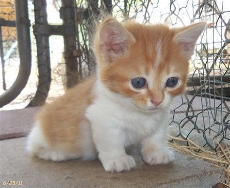 Orange White Munchkin Female Kitten Cute Animals Cats And Kittens Cats