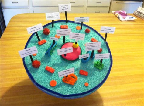 3d Model Of An Animal Cell Dylans 6th Grade Project For Science