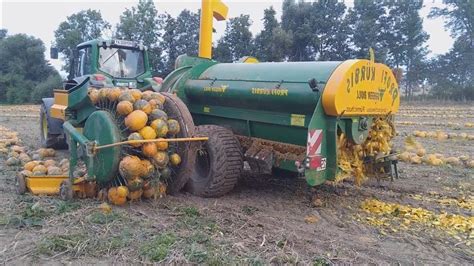 How To Harvest Pumpkins In Farm Modern Agriculture Technology You Must