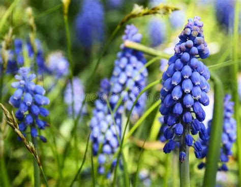De Blauwe Bloemen Van De Druivenhyacint Op De Weide In De Vroege Lente