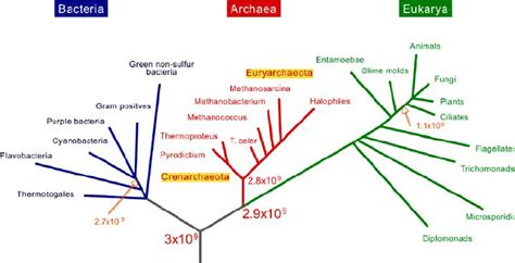 Dominios Bacteria Archaea Y Eukarya Pdf