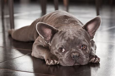 Bulldog Francés Blue Origen Características Y Cuidados
