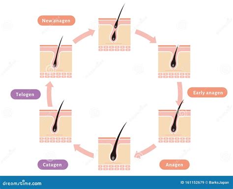 Normal Hair Structure In Scalp Skin Cross Section Icon Cartoon Vector