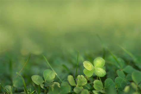 Four Leaves Clover Images Browse 7 Stock Photos Vectors And Video