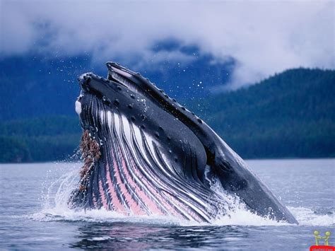 Largest Whales In The World Biggest Whale In The World Hd Wallpaper