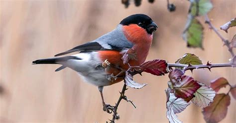 For much of the past 12 months, while we haven't been able to venture further than the local park or the end of our garden path, many of us have taken vicarious pleasure in following the flight paths of. RSPB Big Garden Birdwatch highlights Bullfinch recovery in ...