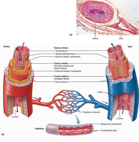 Anatomy Label Major Arteries And Veins The Human Arterial And Venous