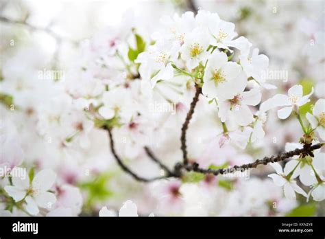 Spring Sakura Blossoms In Japan Stock Photo Alamy