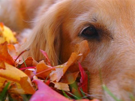 Close Up Of A Dog In Leaves Photograph By Lovenaturephoto I Love Dogs