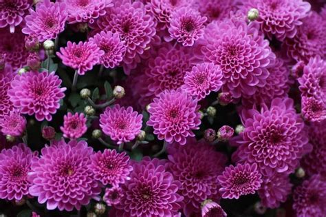 How To Grow Chrysanthemums From Seed To Harvest Planting And Care