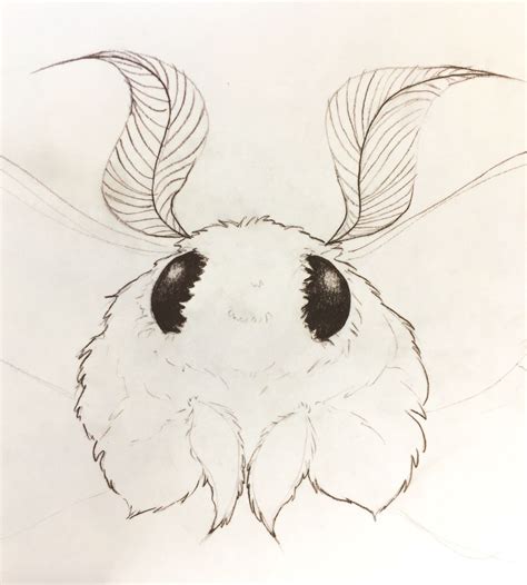 Fluffy Cute Moth Tumblr Cute Art Cute Drawings Cute Moth