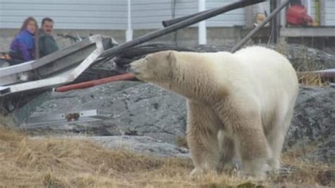 Polar Bear Warning Issued In Cartwright Newfoundland