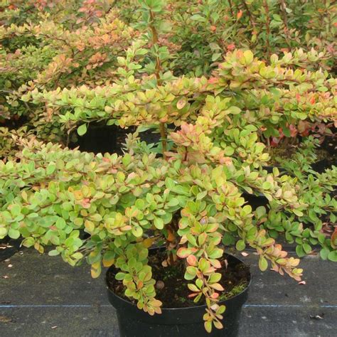 Berberis Thunbergii Buy At Coolplants