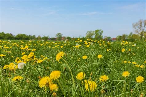 Meadow Full Of Dandelions Stock Photo Image Of Meadow 148212326