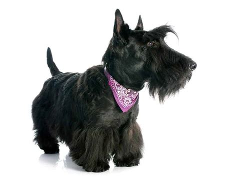 Learn All About The Scottish Terrier Dog Breed