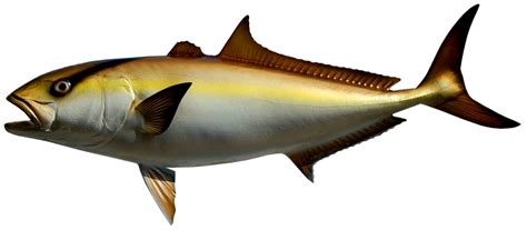 34 Inch Amberjack Fish Mounts Official Site