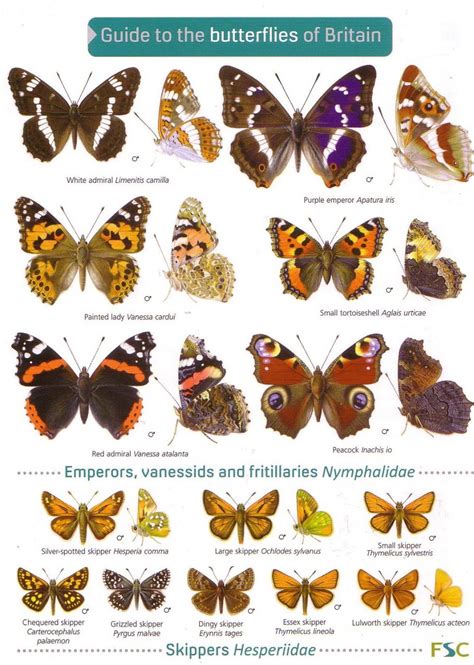 Guide To The Butterflies Of Britain 1851538488 9781851538485 Nhbs