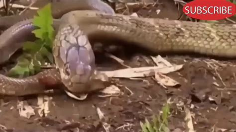 Which Cobra Vs Rattlesnakes Win Youtube