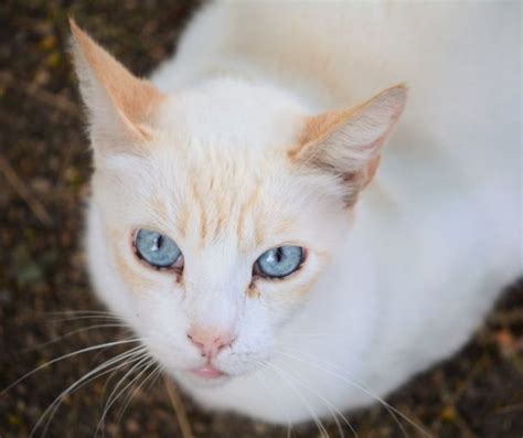 Flame Point Siamese Cat Personality Explained Animals Hq