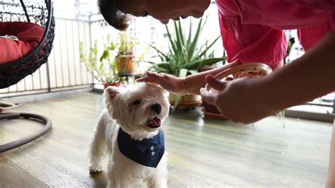 Estudio Prueba Que Los Perros Lloran Al Reencontrarse Con Sus Dueños