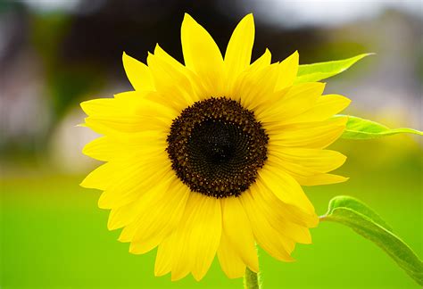 Yellow Sunflower In Close Up Photography Wallpapers Share