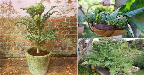 Growing Artichokes In Pots How To Plant Artichokes In Containers