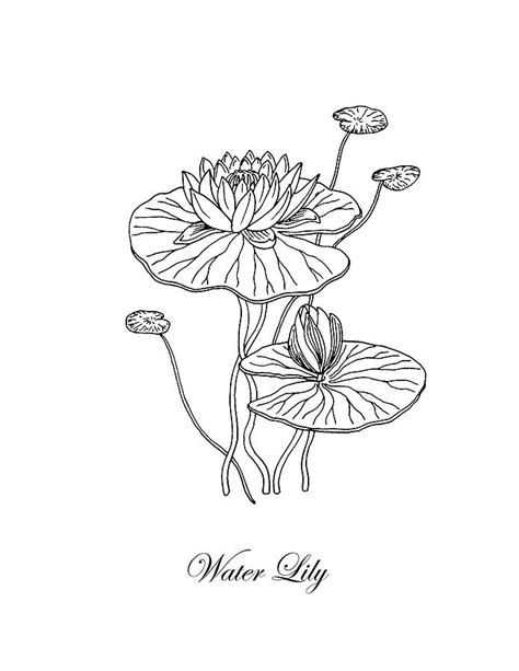 Water Lily Flower Botanical Drawing Drawing By Irina Sztukowski Fine