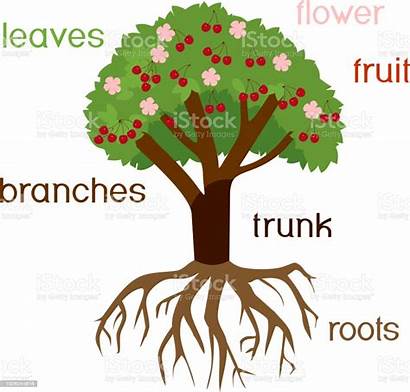 Tree Parts Plant Fruits Root Flowers Cherry