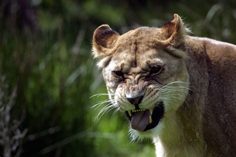 Lioness Animal Zoo Free Photo On Pixabay Pixabay